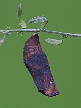 Pearl Crescent chrysalis